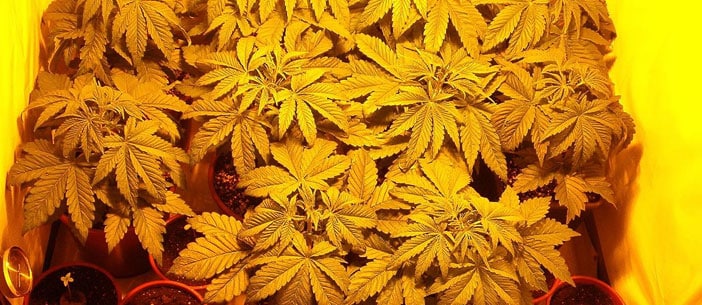 Lights on buds