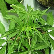 marijuana heat problems