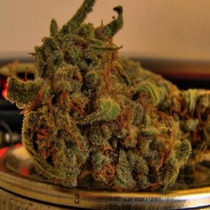 medical marijuana
