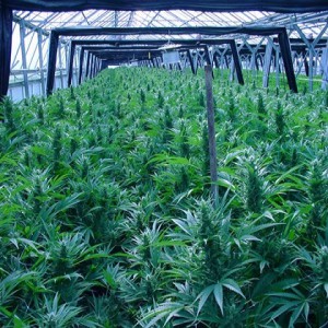 oregon marijuana