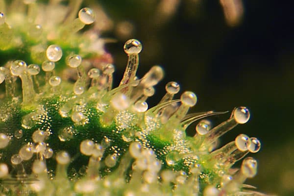 Trichomes are milky white & amber and ready to be harvested Trichomes are milky white & amber and ready to be harvested