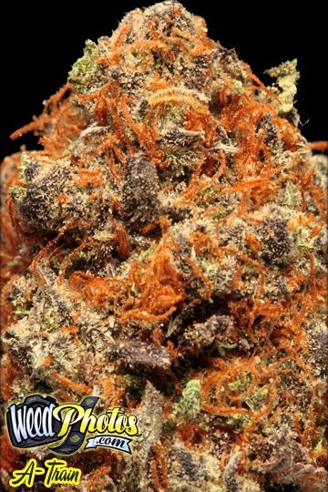 a train marijuana strain a train marijuana strain