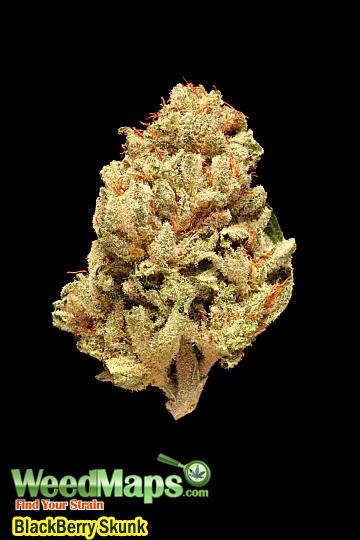 blackberry skunk marijuana strain blackberry skunk marijuana strain
