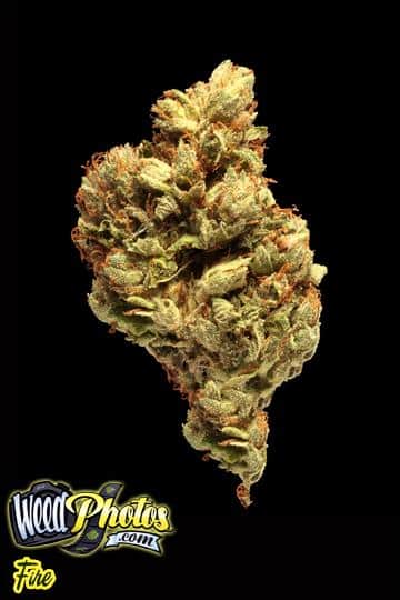 fire marijuana strain fire marijuana strain