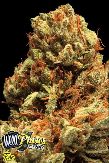 fire marijuana strain fire marijuana strain
