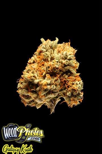 galaxy kush marijuana strain galaxy kush marijuana strain