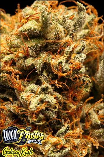 galaxy kush marijuana strain galaxy kush marijuana strain