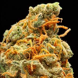 Lambs Bread Marijuana Strain Pictures