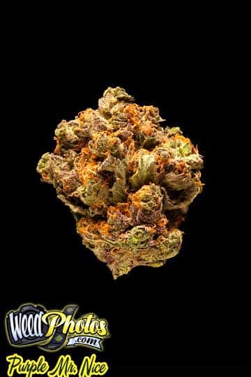 purple mr nice marijuana strain purple mr nice marijuana strain
