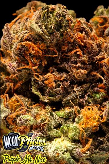 purple mr nice marijuana strain purple mr nice marijuana strain